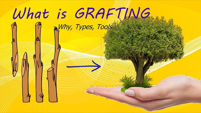 Grafting Trees Made Easy