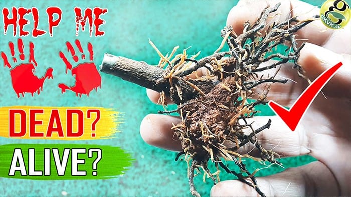 HOW TO SAVE A DYING PLANT