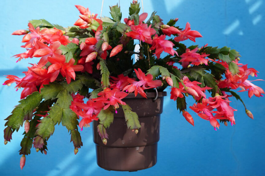 Christmas Cactus is oxygen producing plant for bed room