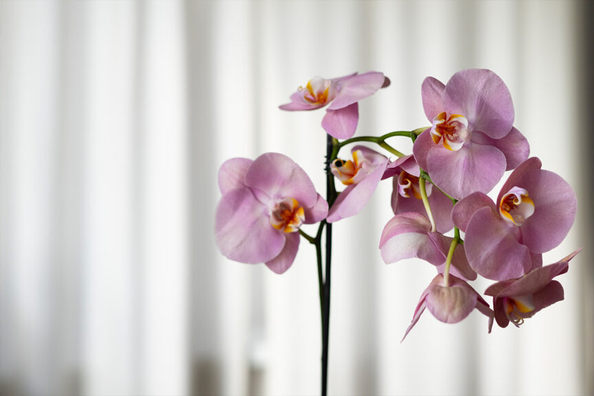 orchids plant