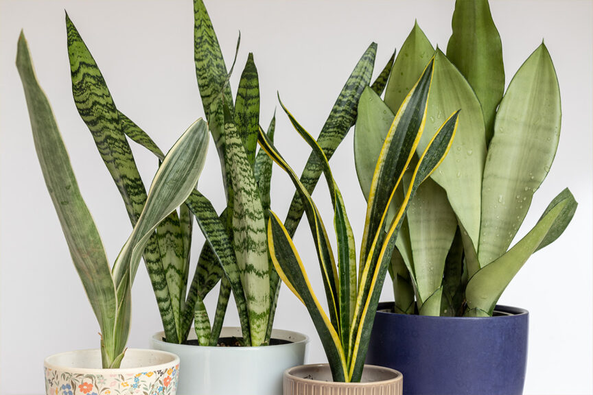 Sanseviera snake plants indoor air-purifying plants