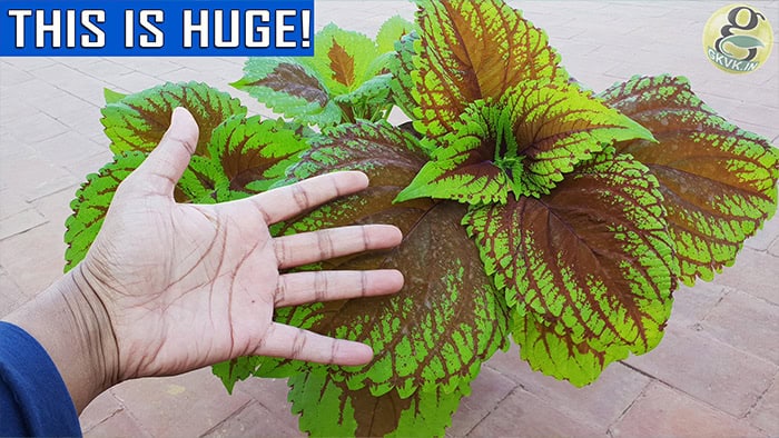 Coleus Care tips and Propagation
