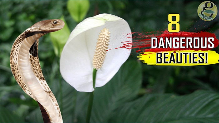 Poisonous Indoor House Plants