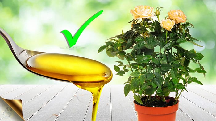 NEEM OIL SPRAY FOR PLANTS