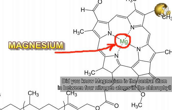 magnesium is the central atom in chlorophyll