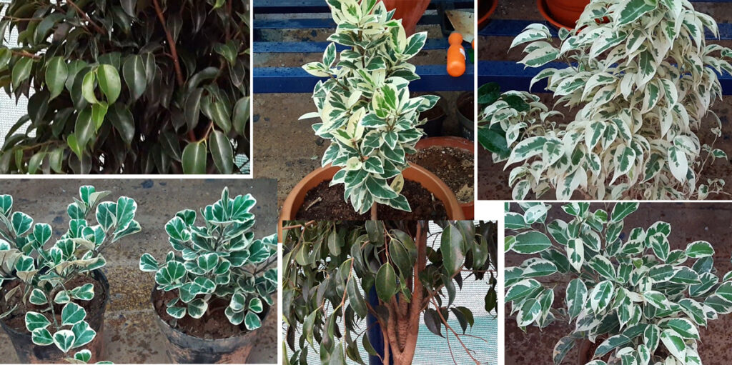 Ficus Tree All Types
