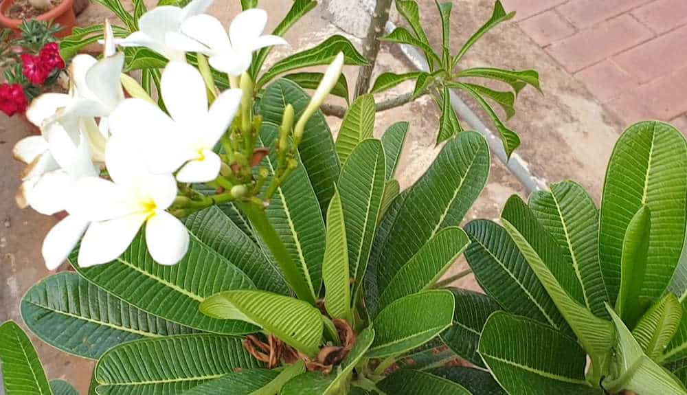 Plumeria Tree