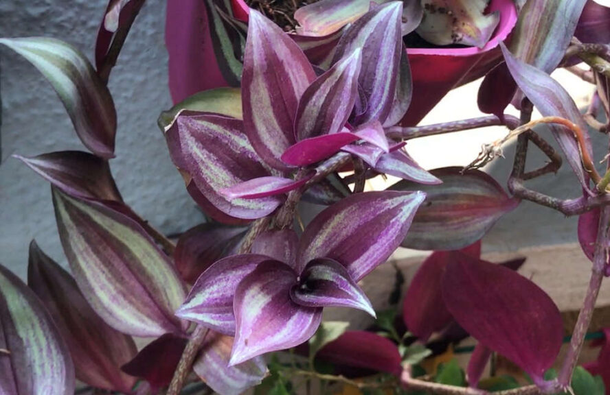 wandering jew plant