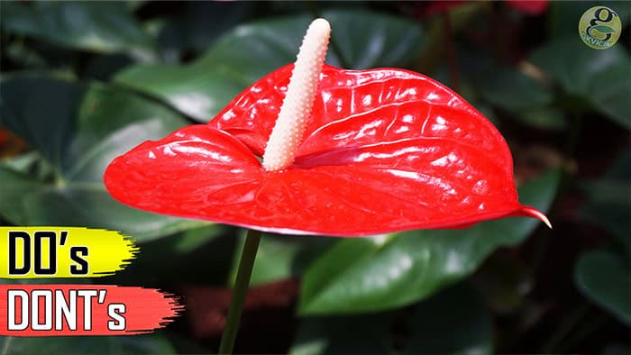Anthurium Plant Care tips