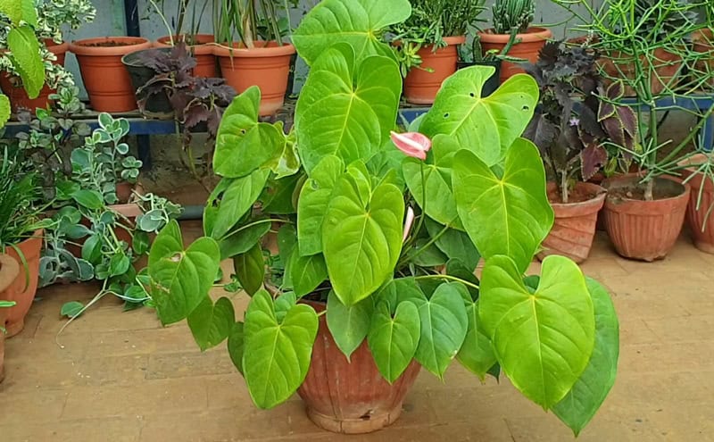 anthurium plant not flowering
