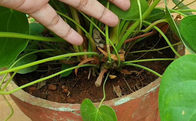 Anthurium Propagation