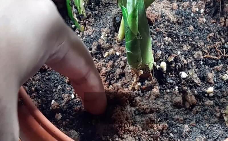 finger dip method for watering
