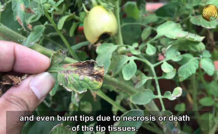 leaf pattern in calcium deficiency