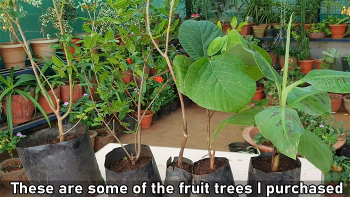 Growing Fruit Trees in Containers