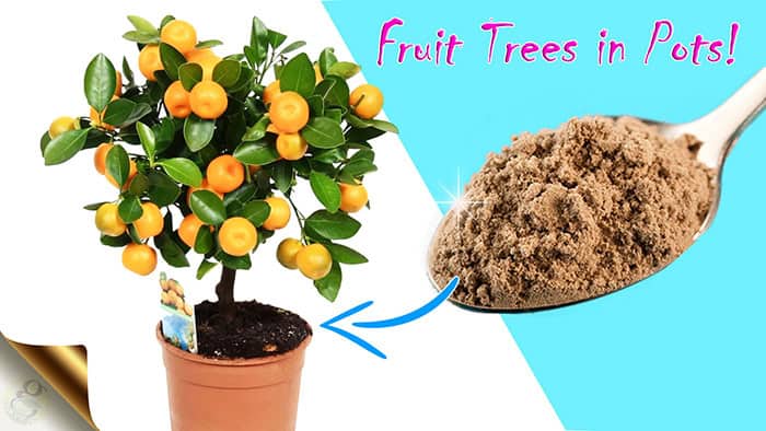 how to grow fruit trees in pots