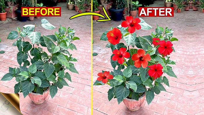INCREASE FLOWERING IN HIBISCUS