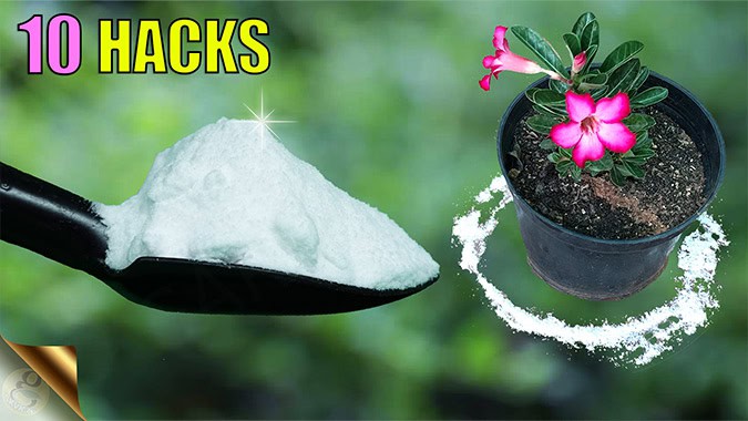 baking soda for plants and garden