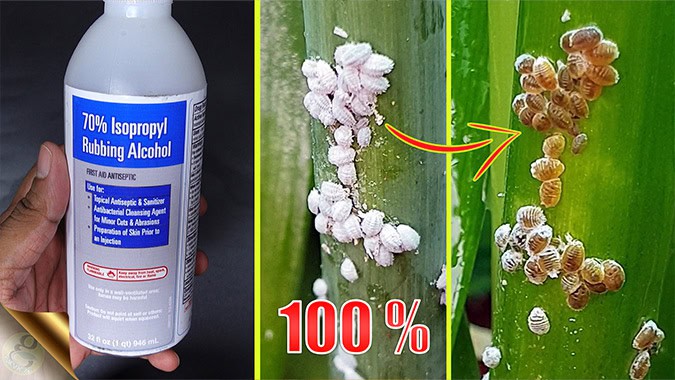 how to get rid of mealybugs instantly