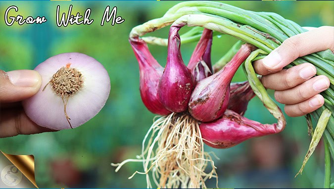 EASY TO GROW VEGETABLES FROM KITCHEN SCRAPS AT HOME