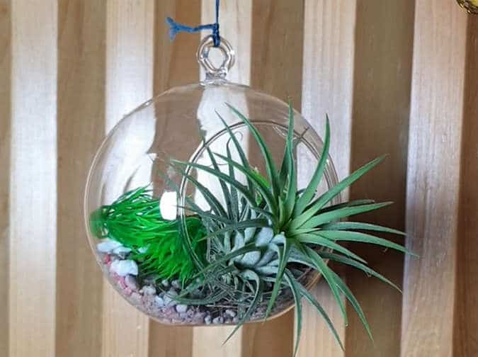 How To Care For Air Plants