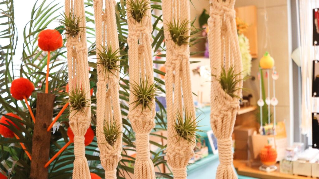 How To Care For Air Plants
