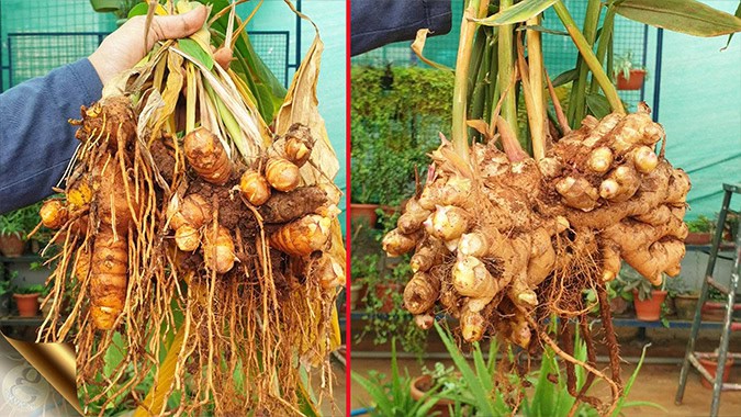 HOW TO GROW GINGER AT HOME