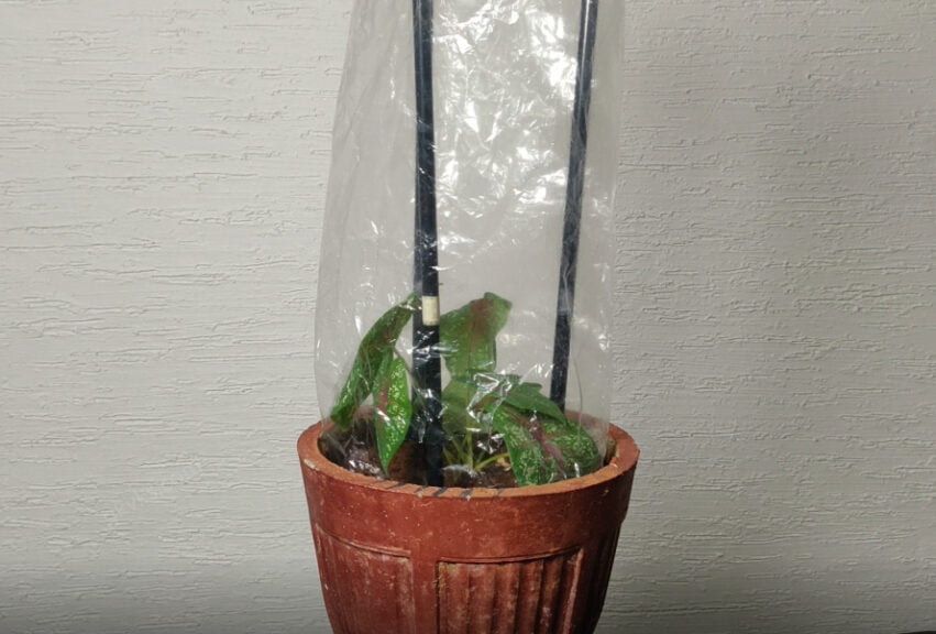 vacation watering