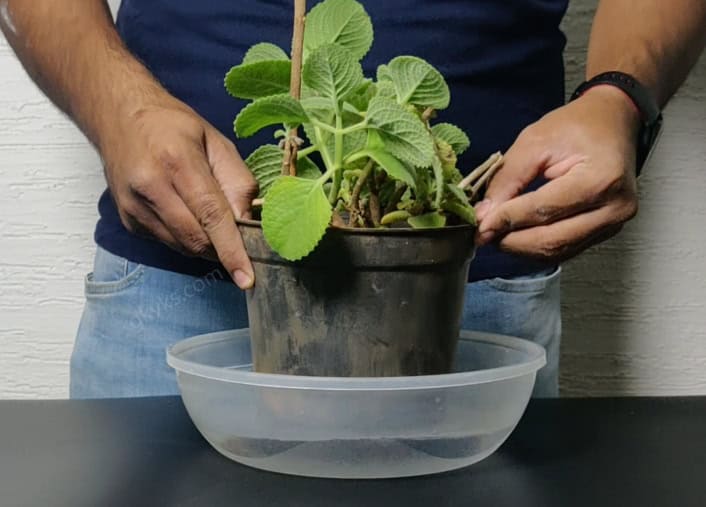 vacation watering systems