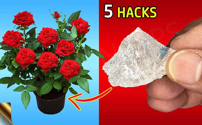 Benefits of Alum in Gardening