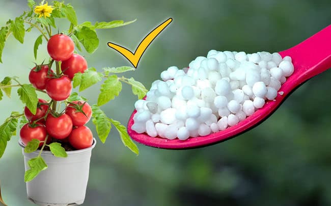 NEEM COATED UREA FERTILIZER