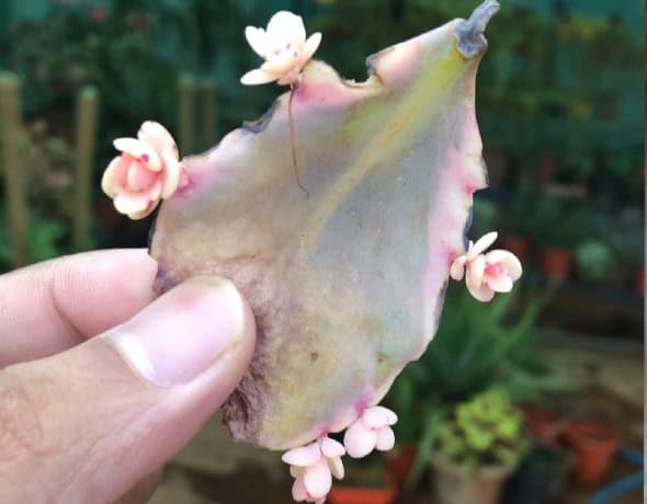 succulent-propagation-from-a-leaf