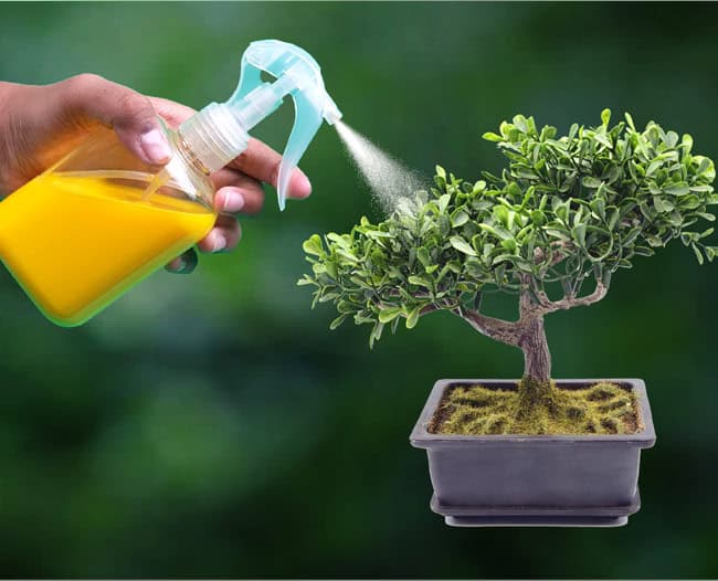 insecticidal soap salts
