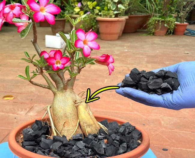 uses of charcoal in gardening