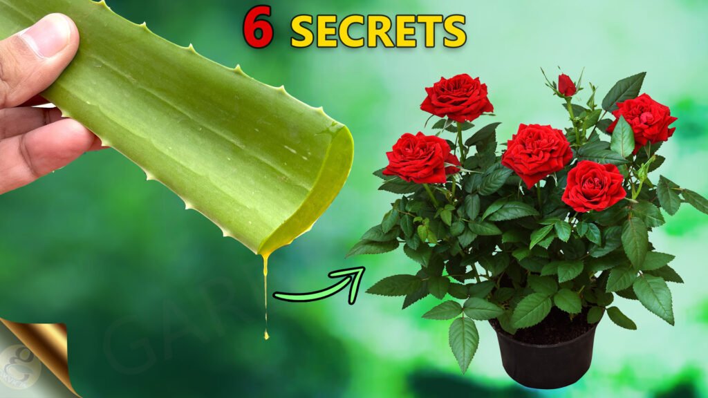 USES OF ALOE VERA IN GARDENING