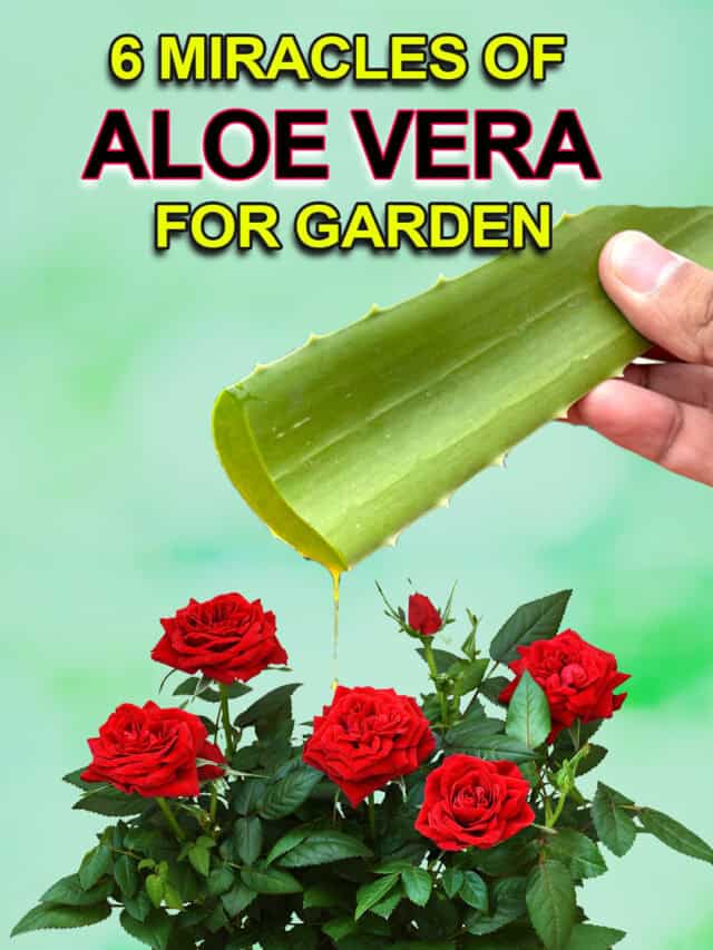 6 MIRACLES OF ALOE VERA FOR YOUR GARDEN
