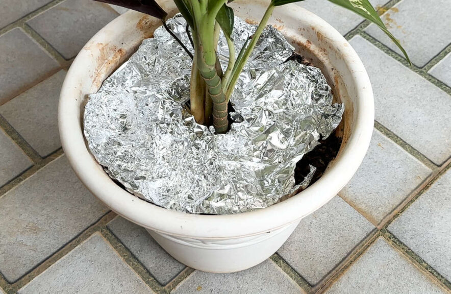 Aluminum Foil Mulch garden experiment