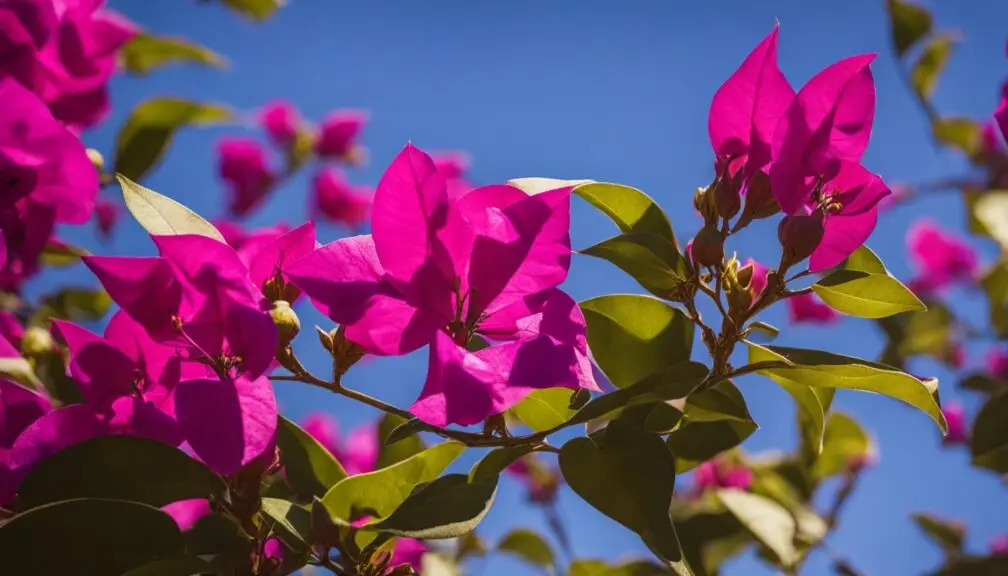 Bougainvillea sunlight needs