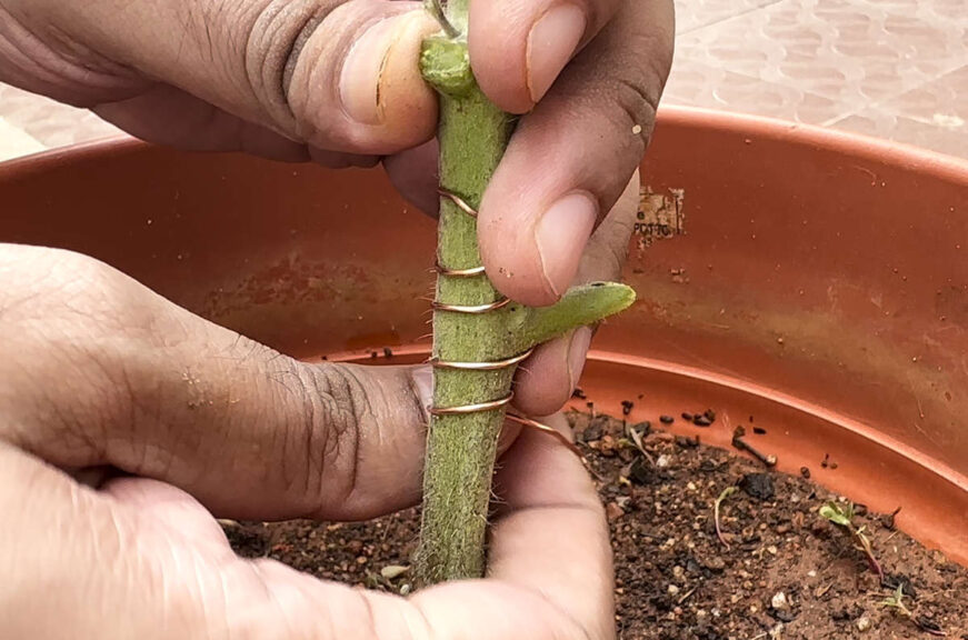 Effect Of Copper On Plant Growth