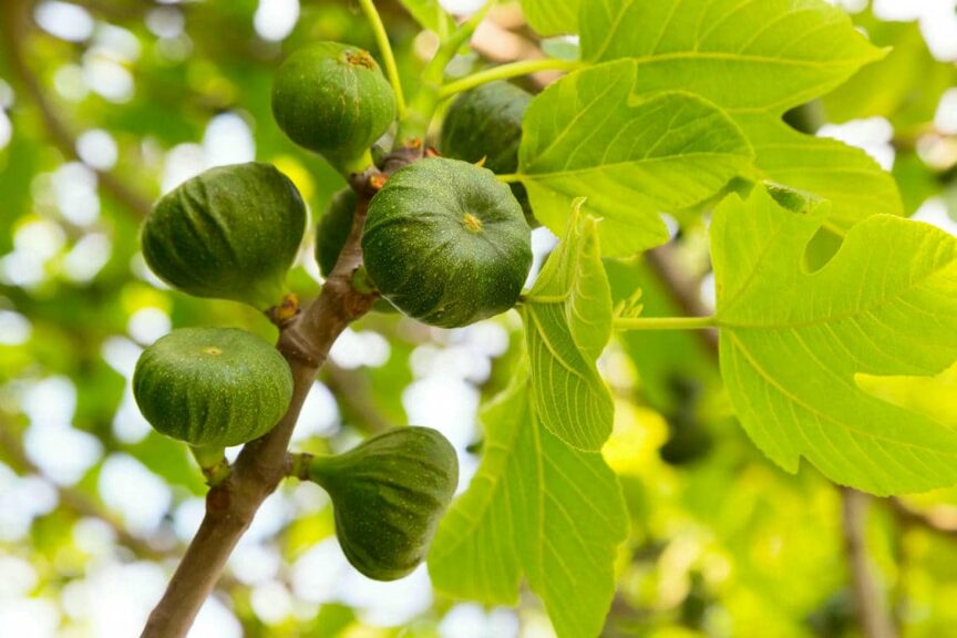 Fig Tree Drought Tolerant