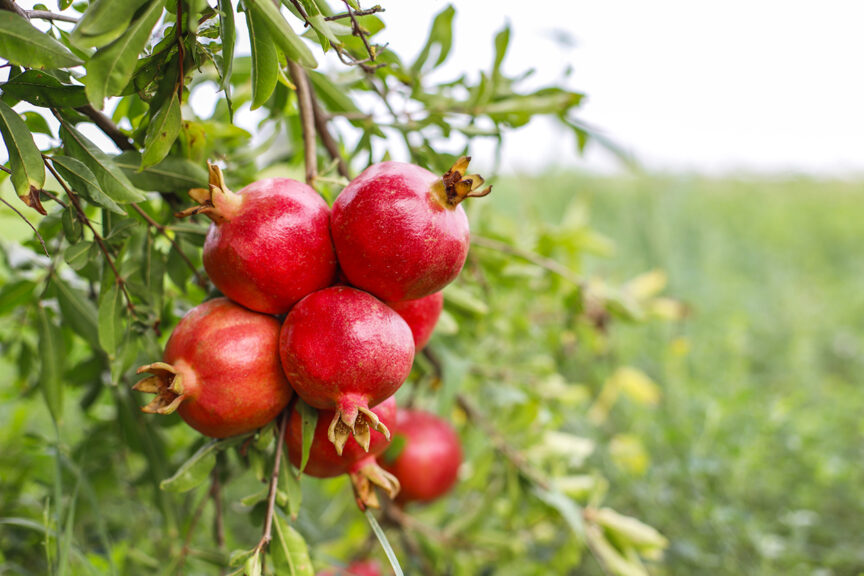 Pomegranate tree Drought Tolerant