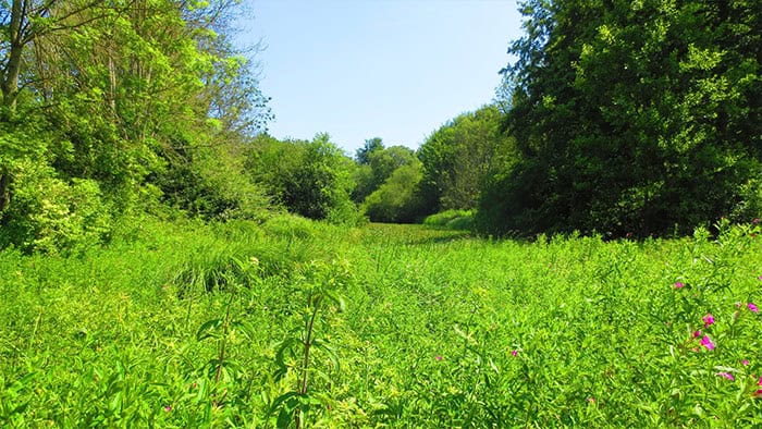 Transform Your Lawn into a Meadow Paradise