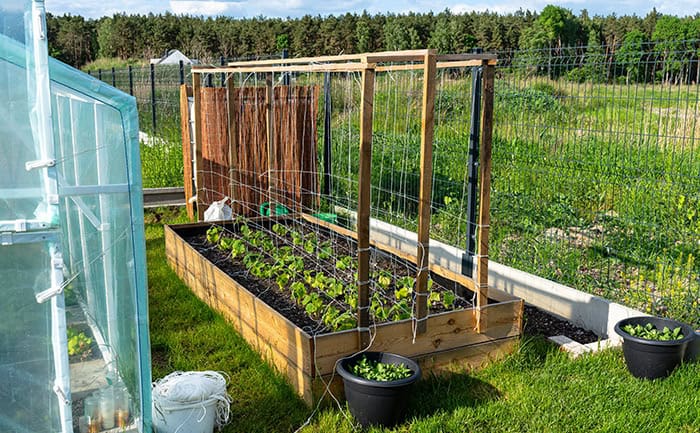 Vegetable Garden Arch Trellis on Raised Bed