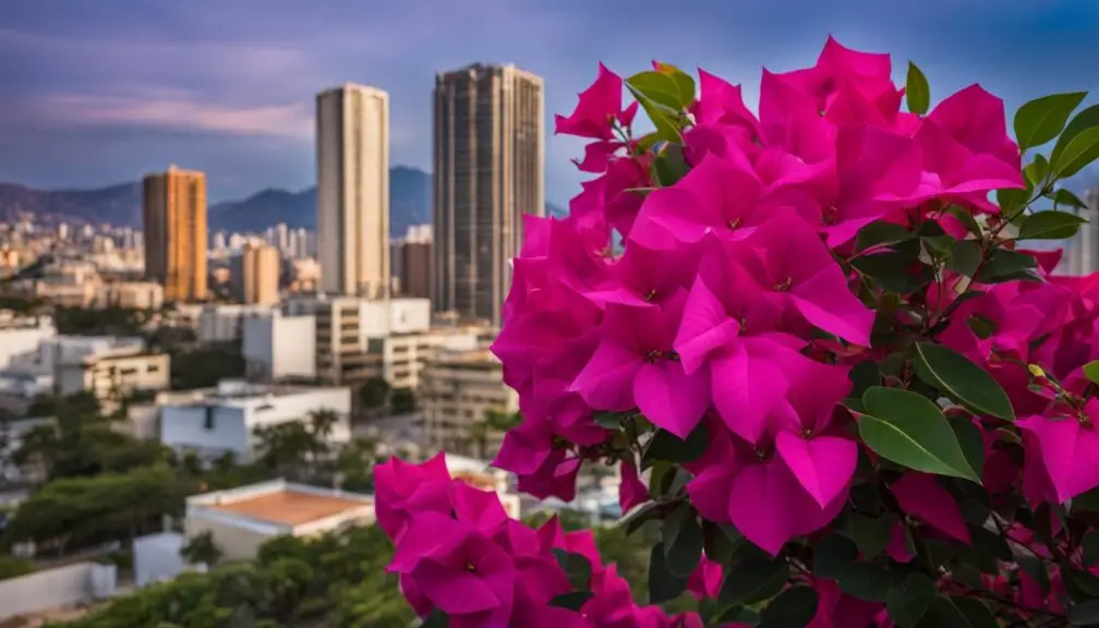 bougainvillea versatility