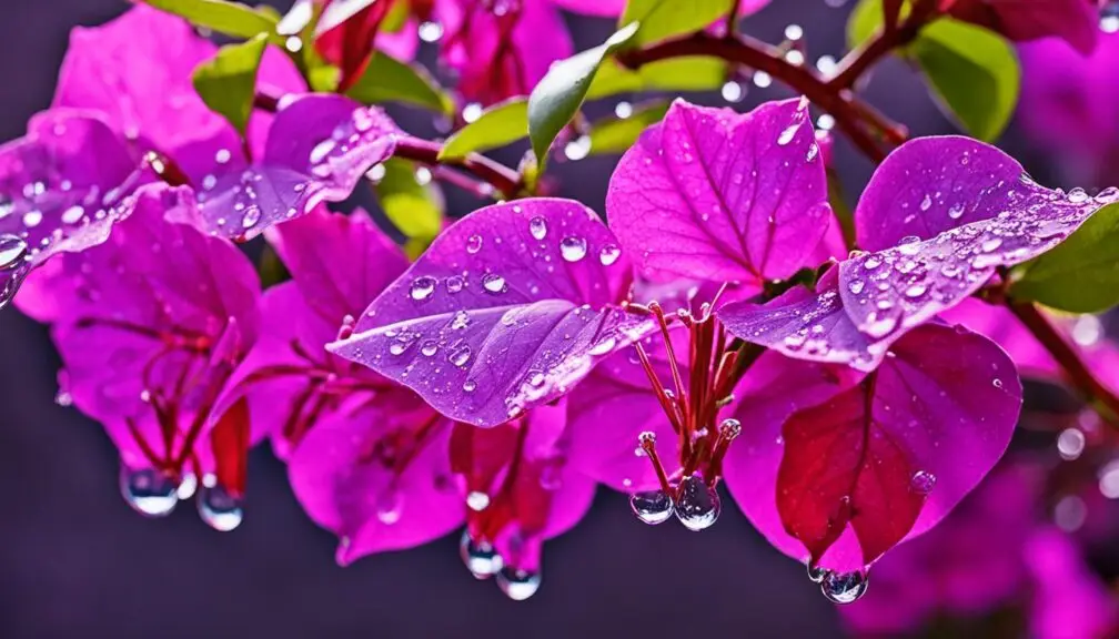 bougainvillea watering