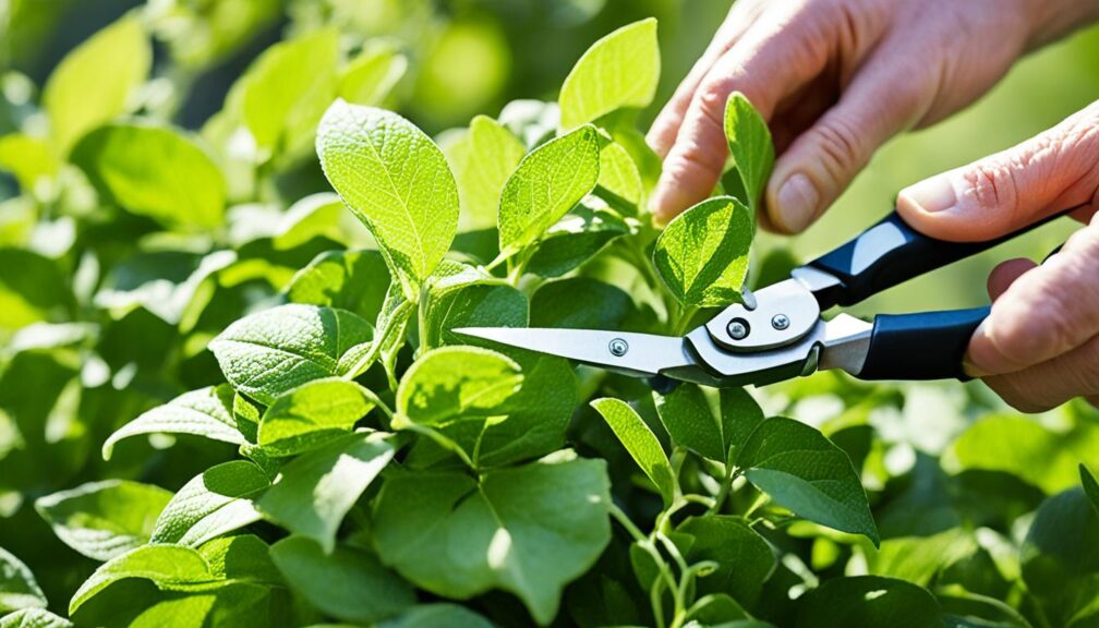 lemon lime plectranthus pruning techniques