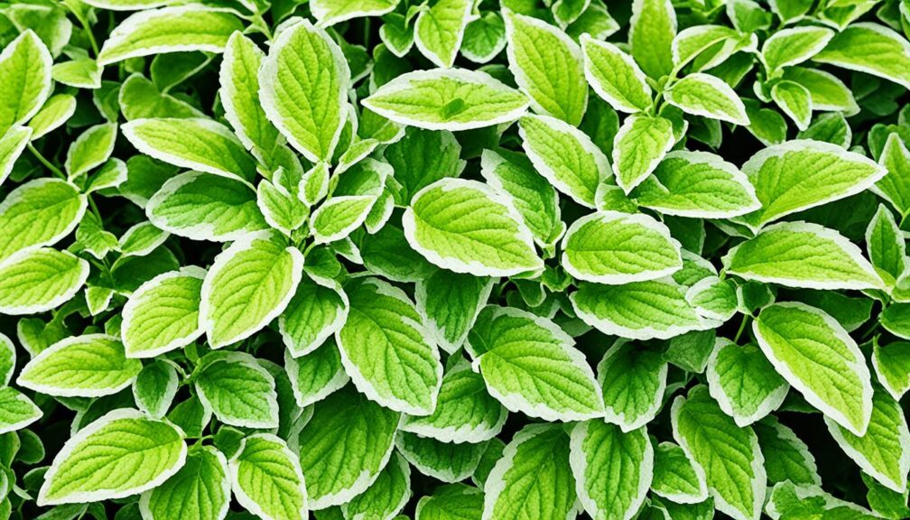 lemon lime plectranthus varieties