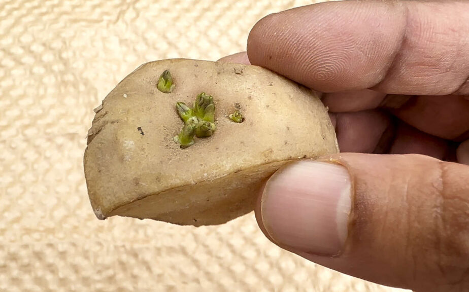 Grow Your Own Spuds from Chunks