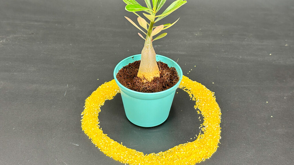 Homemade Ant Repellents for Garden